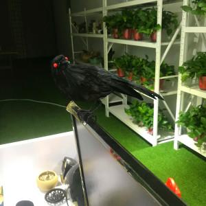 高颜值仿真红眼乌鸦万圣节装饰品小摆件网红同款外拍摄影主题道具