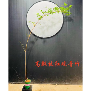 飘枝壮杆红竹红观音竹苔玉苔藓球水培室内好养竹子苗桌摆绿植盆栽