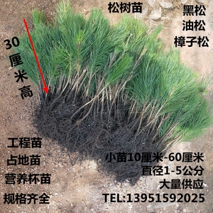 松树苗黑松苗雪松苗黑松小苗白皮松小苗油松苗樟子松树苗营养杯苗