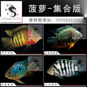 卡瑞尔帝王虎斑菠萝鱼马拉莫宝石鱼红肩绿菠萝喷点菠萝鱼龙配鱼