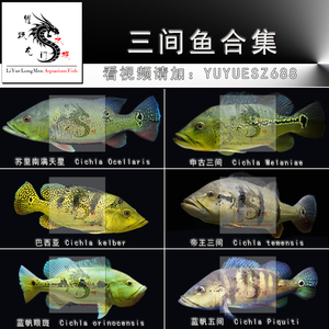 苏里南满天星