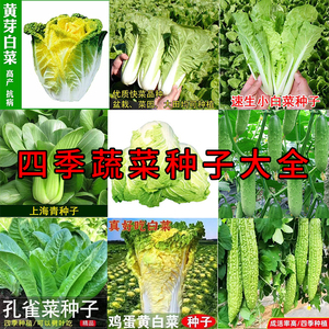 蔬菜种子四季播种盆栽庭院上海青白菜生菜番茄黄瓜香菜种籽孑大全