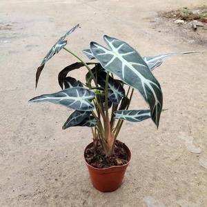 小仙女黑叶竹芋盆栽 小型观音莲花卉植物室内花 桌面摆件净化空气