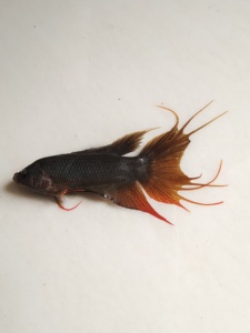 中国斗鱼 海南黑叉 野生第一代