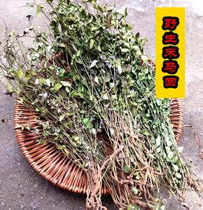 来马回 野生金 瓜子草乱马回二月花惊风草中药材优质200克包邮价