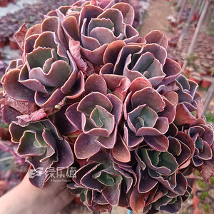 阿里莱特有商家叫紫色婚纱厚叶卷边老桩包菜一物一拍绿乐植多肉