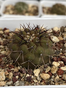 孤龙丸 copiapoa columna-alba  实生仙人球  龙爪球属