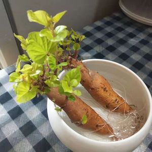 水培红薯盆景学生植物实验幼儿园种植观察番薯生长山芋地瓜苗盆栽