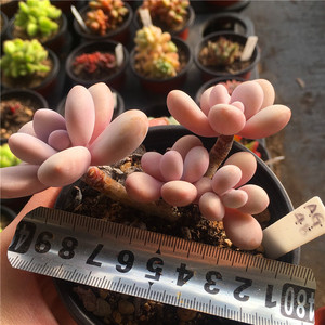 桃精灵一物一拍多肉植物小桩迷你精品桃蛋杂交清晟园艺12月初更新