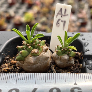 峨眉山一物一拍多肉植物稀有块根小菠萝迷你精养清晟园艺