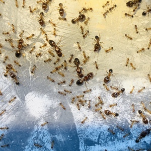 大头蚁 红色大头蚁 多后制 有兵蚁 繁殖快 宠物蚂蚁活体 打架厉害