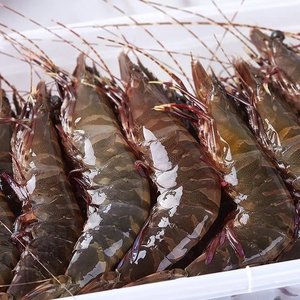 黑节虾 黄小贤东山岛海鲜 九节虾 海捕速冻黑斑节虾 非黑虎虾250g