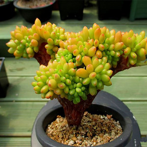 多肉植物【青松缀化】带板子/多肉故事馆/奇趣进口品种盆栽