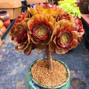 多肉植物【万圣节法师老桩】手捧花满额包邮/多肉故事馆/奇趣品种
