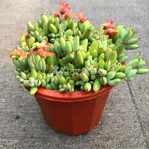 多肉植物精灵豆福娘 防辐射窗台玉露老桩花卉庭院盆栽净化空气