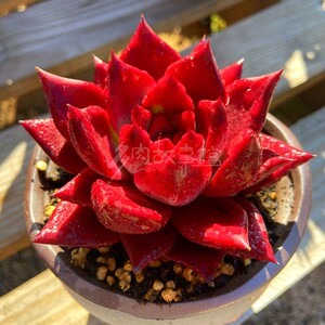 多肉植物 红骑士罗宾卡宴血红色品相无敌精品高颜值花卉盆栽辐射