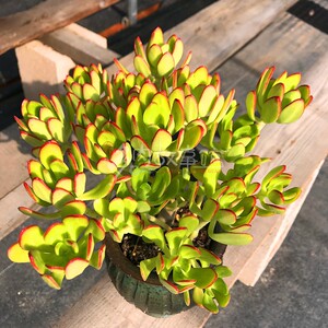 满额包邮/多肉植物【西瓜宝珠老桩】西红柿宝珠颜色艳丽昆明开挂