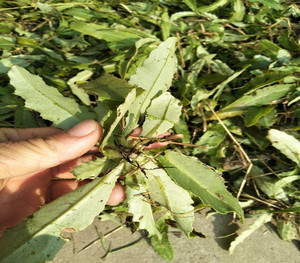 800人付款淘宝刺儿菜新鲜带刺菜带根帯叶七七菜狗牙刺纯野生小蓟中