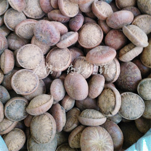 山马蹄 马蹄石 肾 果 马牯 天竺粒菩提子500克