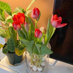 郁金香花可水培家养花卉植物家里白色粉种球耐寒鲜花盆栽适合室内