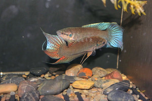 中国黑叉尾斗鱼活体 蓝型新会hk 战斗品种可混养