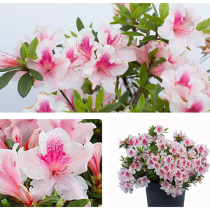 【湖滨园艺】安酷杜鹃 纺绸康乃馨泰勒公主 花园阳台多季开花灌木