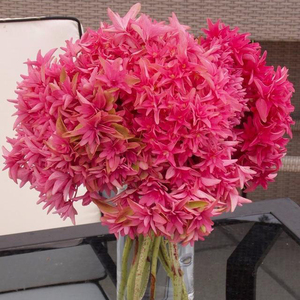 戴安娜王妃绣球