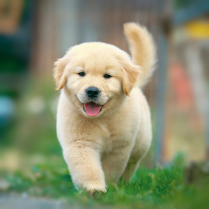 金毛幼犬纯种小金毛真狗活体导盲犬拉布拉多家养宠物狗活物寻回犬