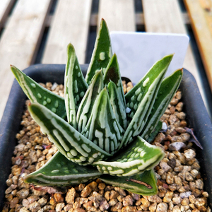 多肉植物硬叶十二卷天使之泪12cm盆带盆原土发货一物一拍容易盆栽