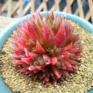 leightonii 来桶泥一物一拍10cm盆原土发包邮多肉