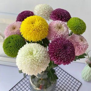乒乓菊鲜花切花家庭办公室水养插花斗南花农现采直发可爱趣味花束