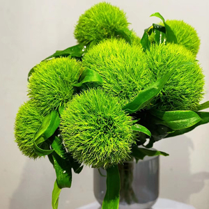 花好多 百搭配草 绿石竹绿毛球鲜切花花束组合室内插花水养花期长