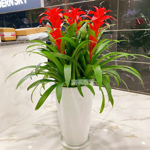 凤梨鸿运当头年宵礼品花卉观赏易养带花植物办公室内客厅绿植盆栽