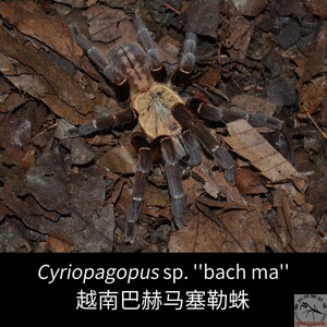 巴赫马地老虎 新潮宠物越南金背东南亚捕鸟之皇赛勒蛛进阶级包邮