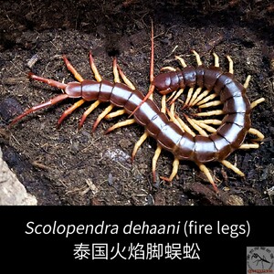 泰国火焰脚蜈蚣 人气宠物巨型爬宠凶猛肥蛆哈氏原火新潮爬虫包邮