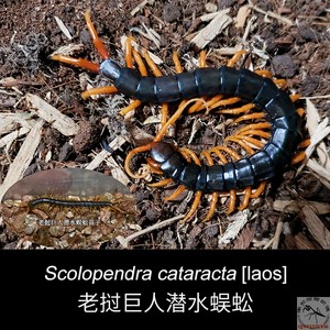 老挝巨人潜水蜈蚣橙脚巨型水陆两栖爬虫新潮凶猛宠物精品热卖包邮