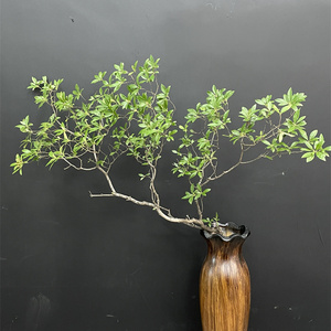 同城甄选精品国产鲜花速递绿植照山白艺术感插花鲜切花家庭用1支