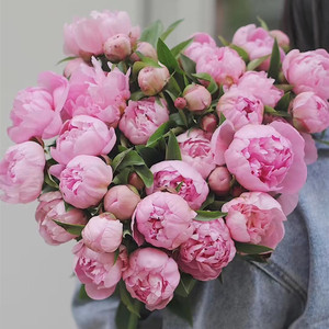 同城严选精品鲜花速递四川成都重瓣粉白色芍药10支时令花新品上架