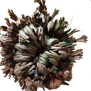 草药神奇九死还魂草九死还魂蕨 观赏卷柏 复活草 不死草250克正品