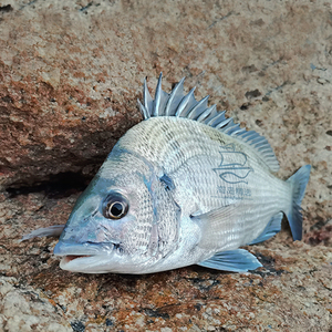 黑翅鱼野生黑鲷鱼鲜活新鲜黑翅黑立鱼海钓东山岛海鲜宝宝辅食海鱼