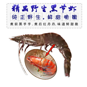 东山岛野生新鲜活黑节虾黑斑节虾海虾 活虾速冻海鲜 非黑虎虾500g