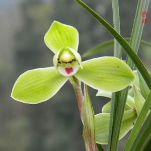西神兰花苗带花苞盆栽植物名贵铭品浓香兰花矮春兰细叶水仙梅瓣