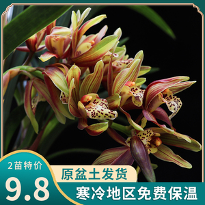 最香的兰花大花蕙兰 韩国桃花 名贵兰花品种室内四季开花好养浓香