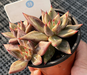 红灵魂多肉植物景天