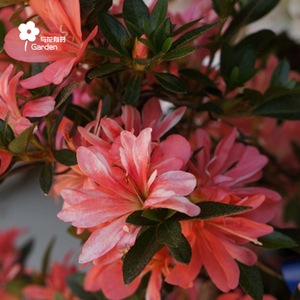 立山之舞日本皋月杜鹃东洋稀有品种盆栽苗采开形木本花卉阳台庭院