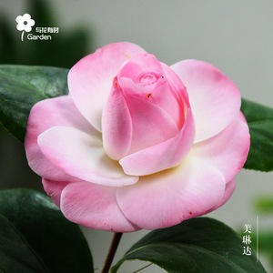 【茶花树苗小】茶花树苗小品牌,价格 - 阿里巴巴