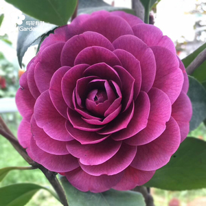 紫椿春山茶花盆栽大小树苗花卉园林阳台稀有重瓣福建龙岩与花有时