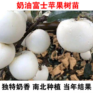 奶油富士苹果树