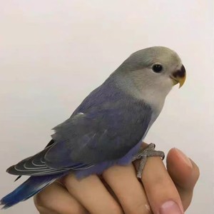 紫罗兰鹦鹉小雏鸟活体宠物桃脸牡丹手养亲人绿金顶蓝银墨银日本桃