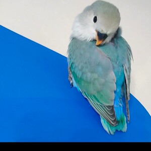 蓝银顶鹦鹉小鸟活体宠物桃脸牡丹日本桃紫罗兰黄绿桃玄凤虎皮包邮